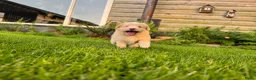 Kruising honden te koop: Sheltidoodle  - Advertentie 22