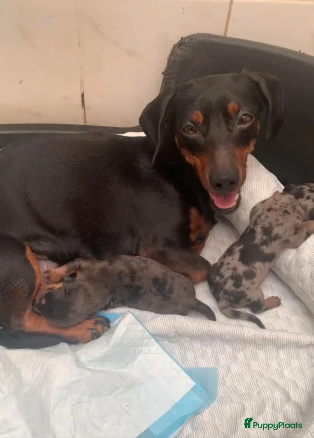 Dwergteckel honden te koop: Lieve kleine knuffelbeertjes, dwergteckel pups - Advertentie 11