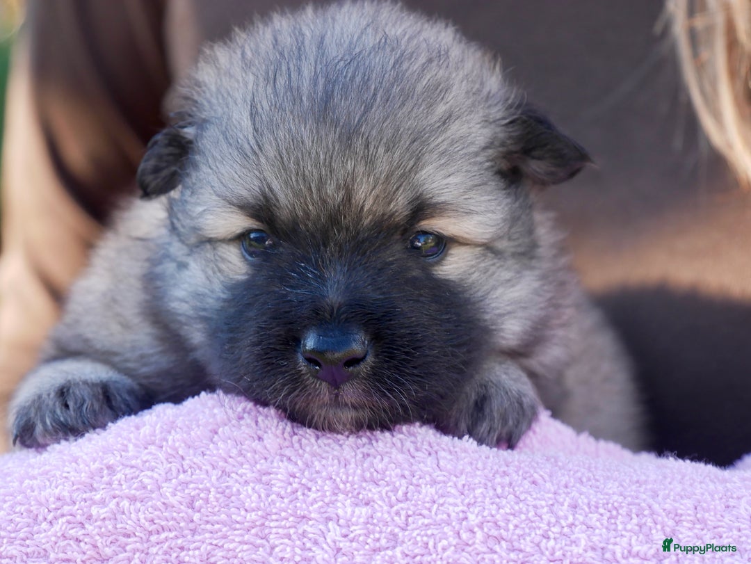 Boomer honden te koop: Kruising Keeshond x Japanse Spits - Afbeelding 3
