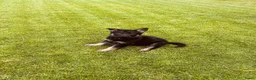 Duitse Herder honden te koop: Prachtige Duitse herder pups - Advertentie 13