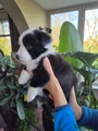 Welsh Corgi Cardigan Puppy 9