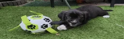 Kruising honden te koop: Australische herder x golden retriever pup in Udenhout - Advertentie 3