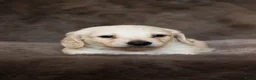 Teckel (langhaar) honden te koop: Zeer lieve knappe teckel pups in Ens - Advertentie 7