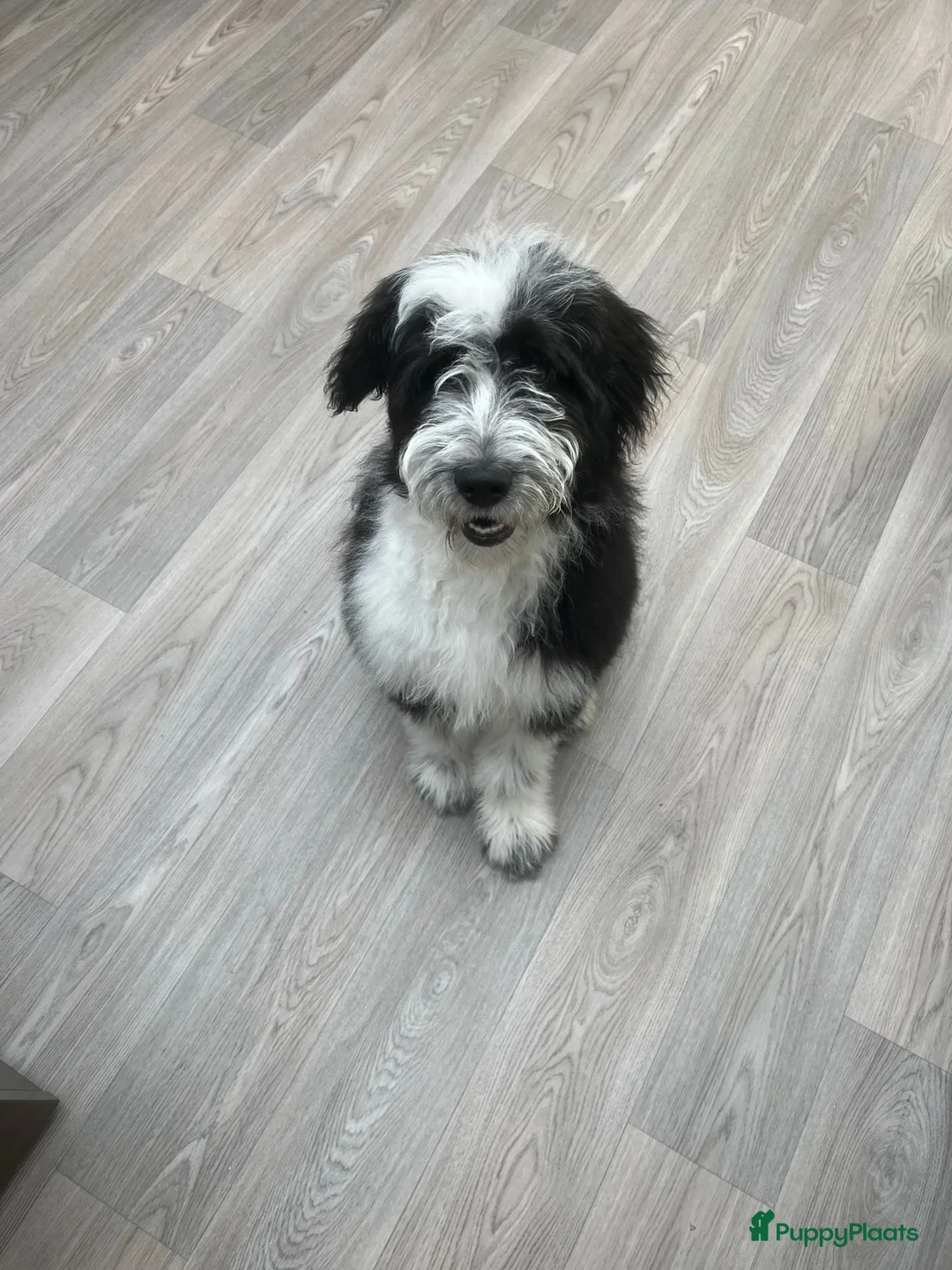 Aussiedoodle honden te koop: Prachtige Ausiedoodle in Luyksgestel - Advertentie 1