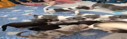 Jack Russel Terriër honden te koop: Mooie lieve jack russell pups zoeken een huisje - Advertentie 2