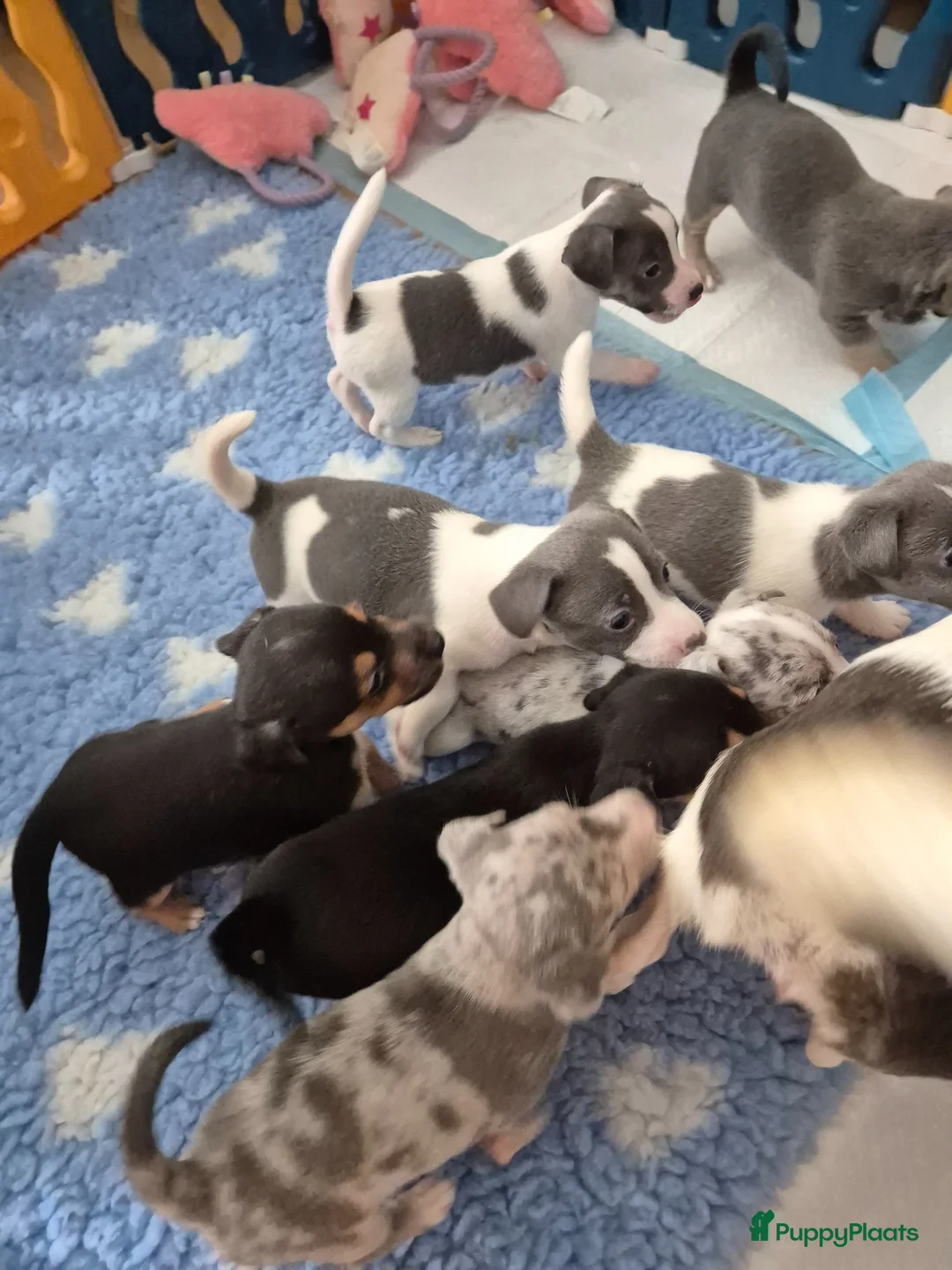 Jack Russel Terriër honden te koop: Mooie lieve jack russell pups zoeken een huisje - Advertentie 2