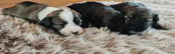 Tibetaanse Terriër honden te koop: Raszuivere Tibetaanse Terriër pups  - Advertentie 24