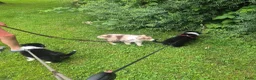 Australian Shepherd honden te koop: Nog 2 australian shepherd reutjes zoeken een thuis - Advertentie 8