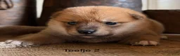 Shiba honden te koop: Bijzondere Shiba inu puppies - Advertentie 12
