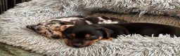 Jack Russel Terriër honden te koop: Jack Russell pups  - Advertentie 3