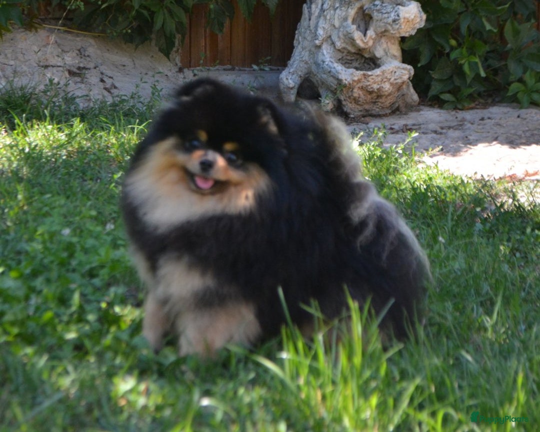 Pomeriaan honden te koop: Herplaatser Black & Tan Reutje van 6 jaar - Afbeelding 1