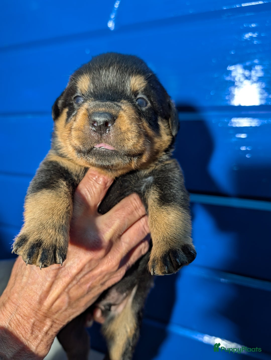 Rottweiler honden te koop: Zeer mooie rottweiler pups   - Advertentie 38