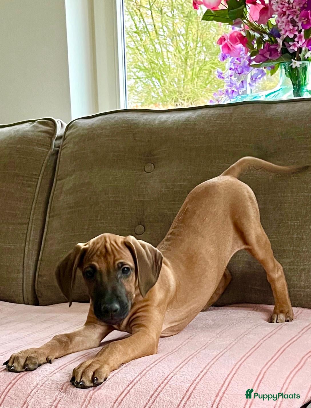 Rhodesian Ridgeback honden Rhodesian ridgeback pups met stamboom  - Advertentie 2