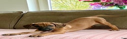 Rhodesian Ridgeback honden te koop: Rhodesian ridgeback pups met stamboom  - Advertentie 1