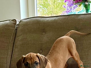 Rhodesian Ridgeback honden Rhodesian ridgeback pups met stamboom - Advertentie 2