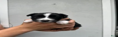 Australian Shepherd 3