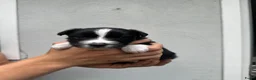 Australian Shepherd honden te koop: Australian Shepherd pups - Advertentie 8