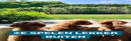Kruising honden te koop: Bruine Labradoodle x Australian Doodle Pups  - Advertentie 12