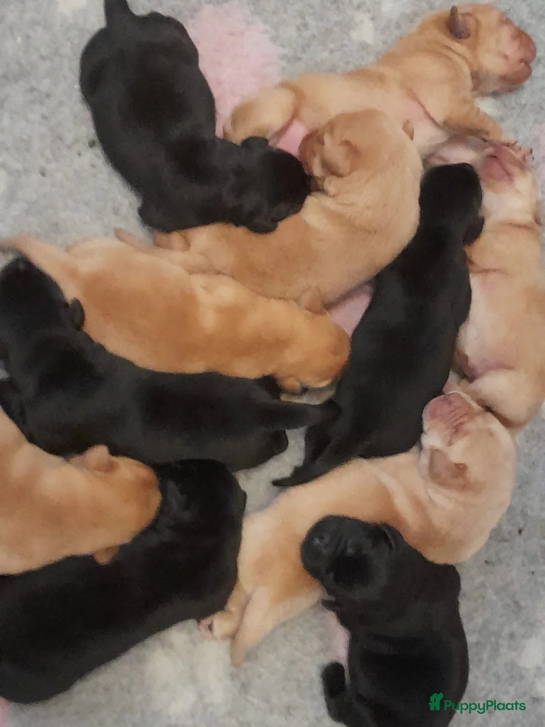 Labrador Retriever honden te koop: Leuke Labradorpups beschikbaar - Advertentie 5