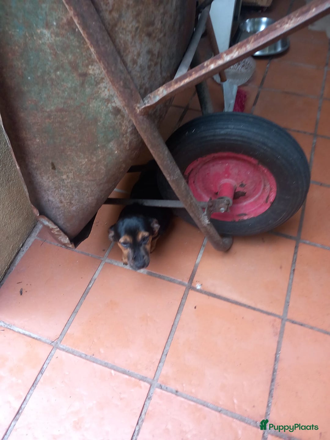 Kruising honden te koop: 2 italiaanse lieverds zoeken een familie - Advertentie 4