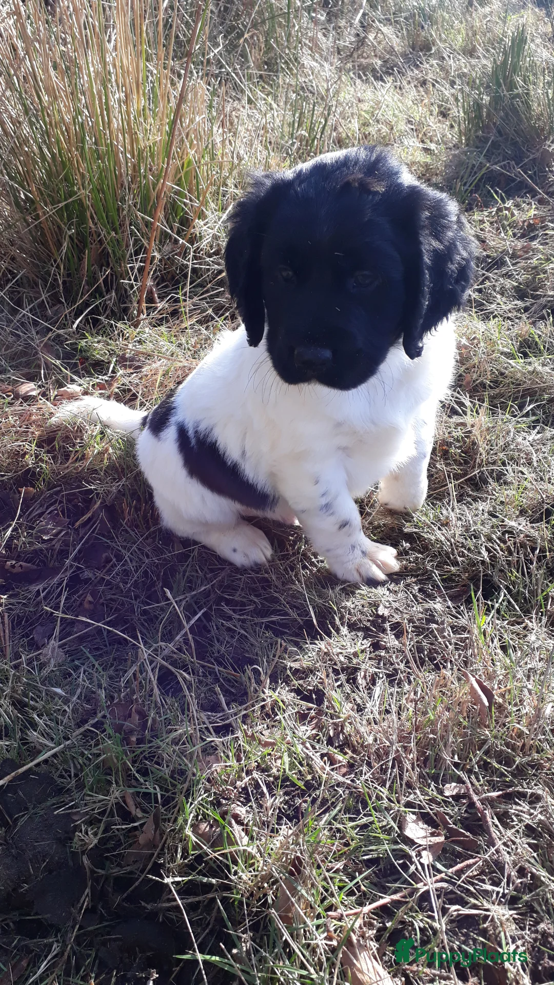Kruising honden te koop: Enthousiaste Labrador X Friese Stabij pups - Advertentie 26