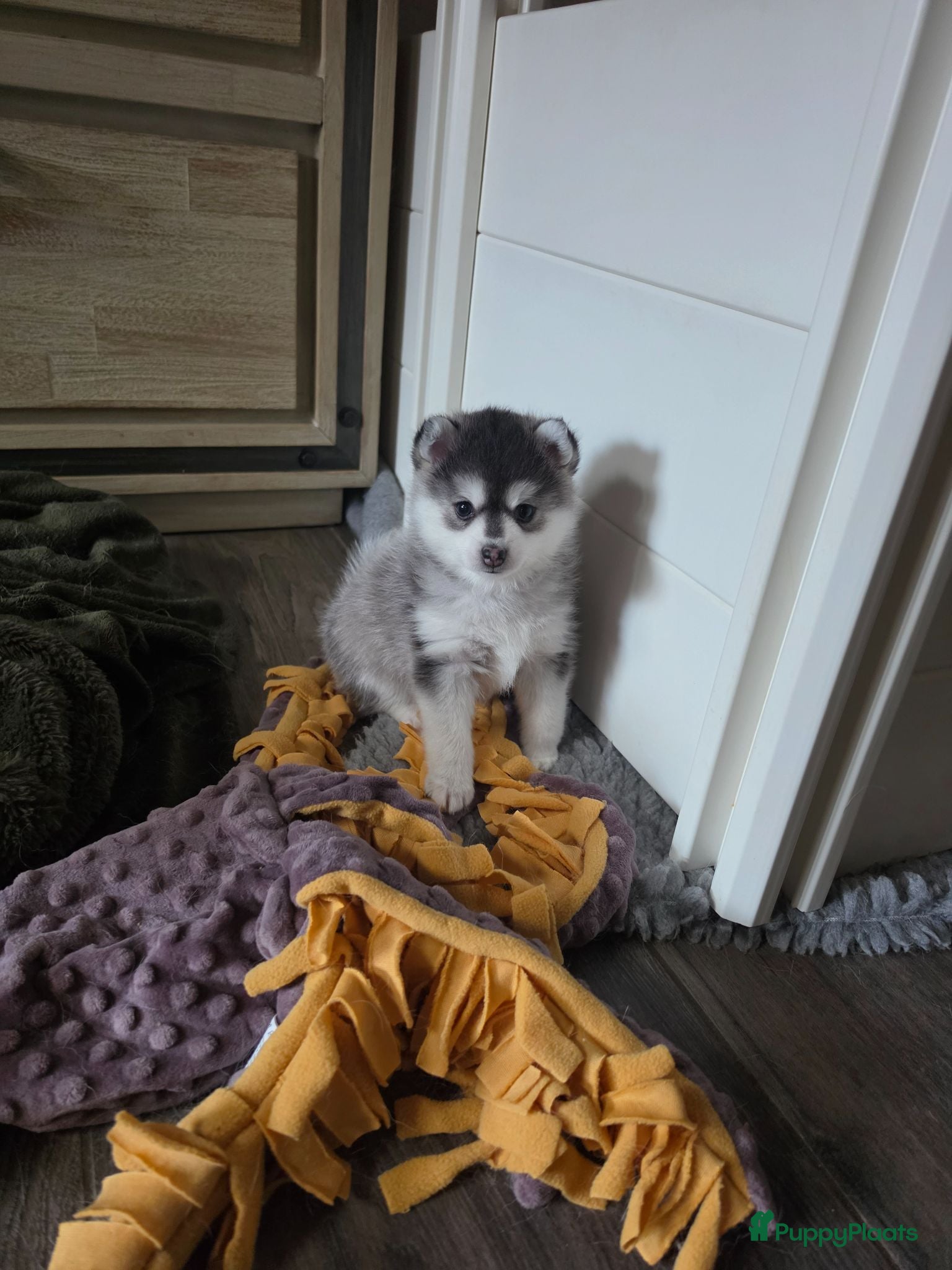 Pomsky honden Pomsky  - Advertentie 8