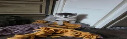Pomsky honden te koop: Pomsky  - Advertentie 7