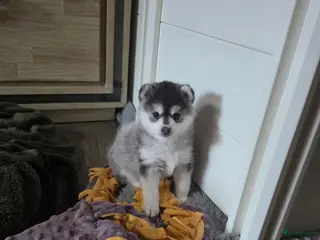 Pomsky honden Pomsky - Advertentie 8
