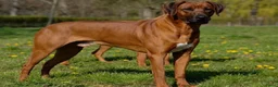 Rhodesian Ridgeback honden te koop: Rhodesian ridgeback pups verwacht eind juli in Eede - Advertentie 7