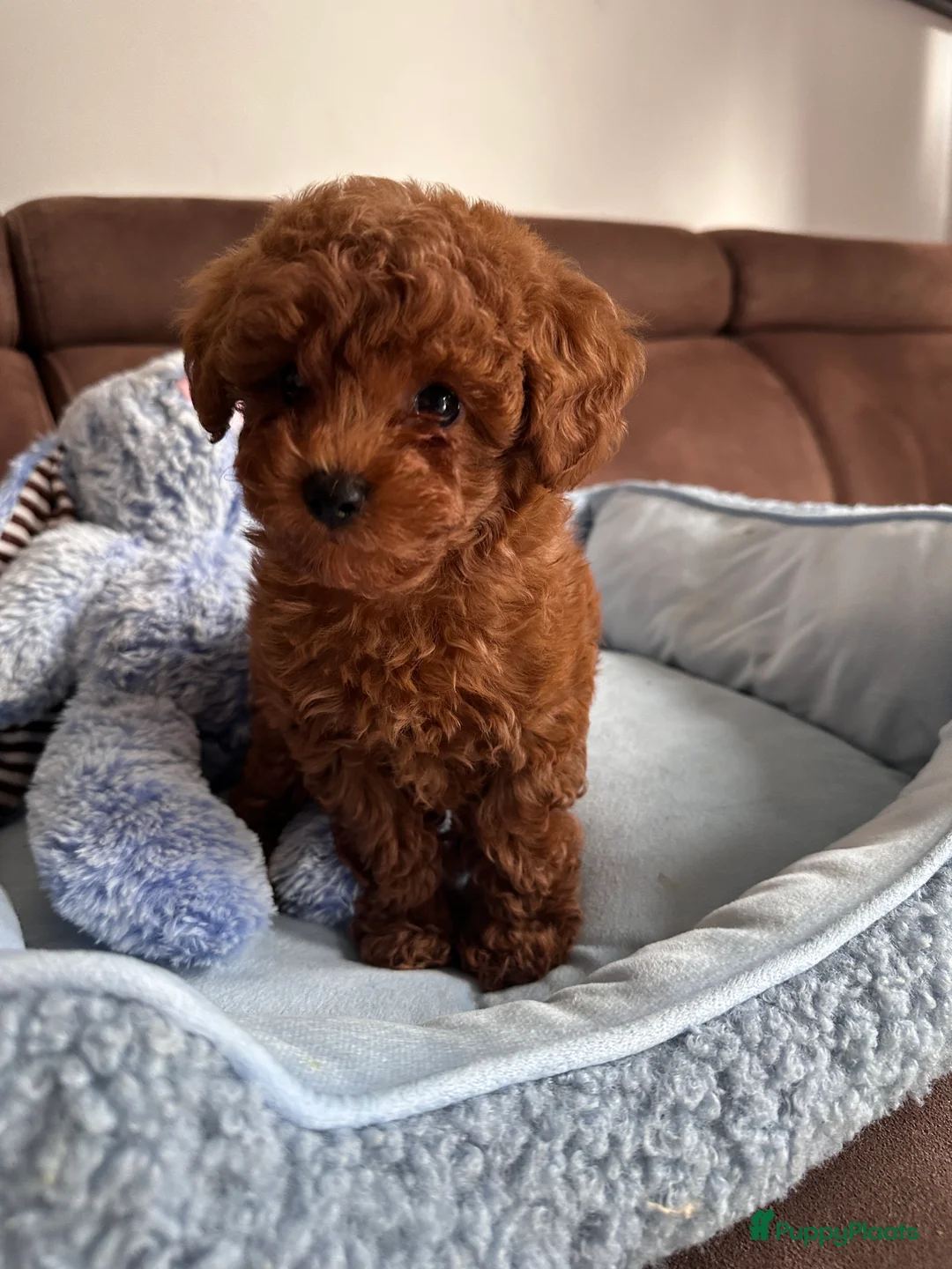 Poedel Toy honden te koop: Toypoedel puppy’s – liefdevolle gezinnen gezocht - Advertentie 12