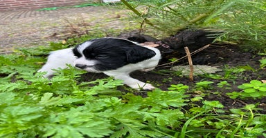 Engelse Springer Spaniel honden - Advertentie 9