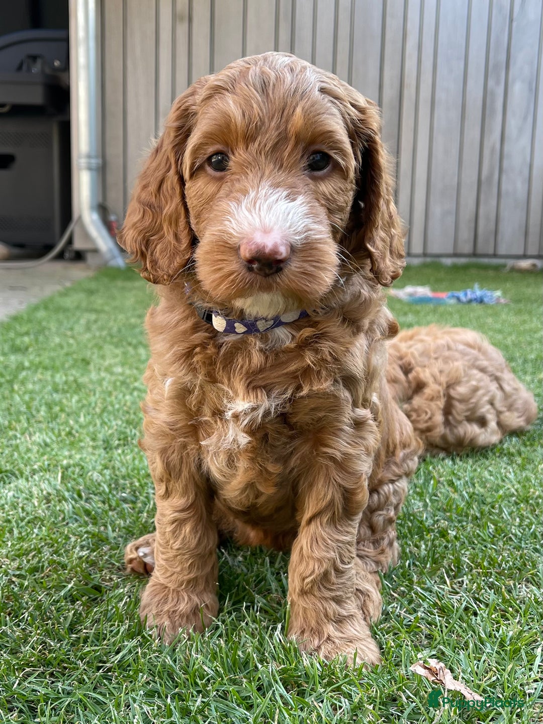 Australian Labradoodle honden te koop: Labradoodle puppy’s verwacht 🐶🐾 - Advertentie 10