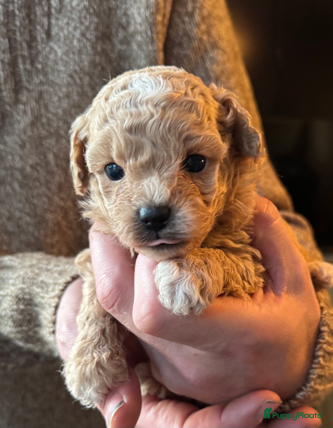 Poedel Toy honden te koop: Toy poedels  - Advertentie 25