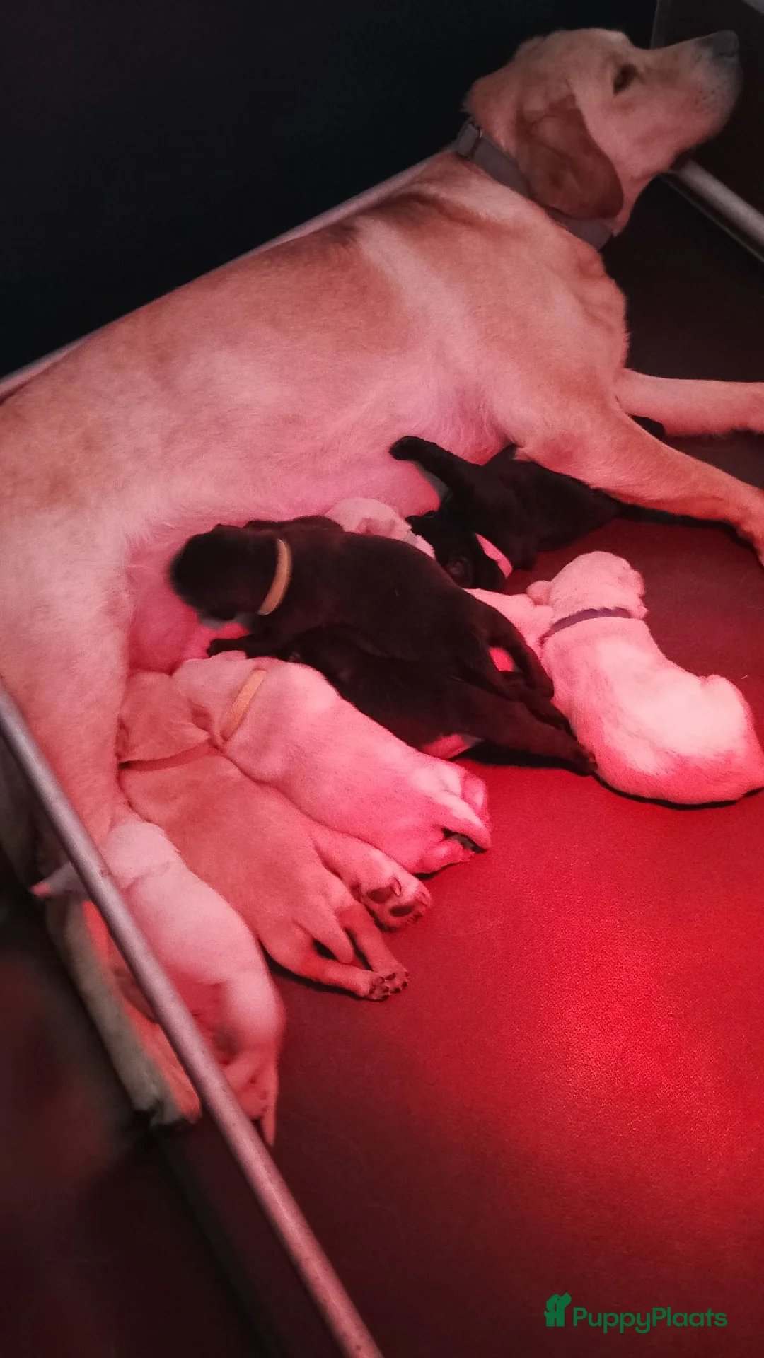 Labrador Retriever honden te koop: Prachtige zwarte labrador reutje - Advertentie 2