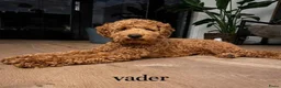 Australian Labradoodle honden te koop: 2 prachtige Australian Labradoodle teefjes - Advertentie 7