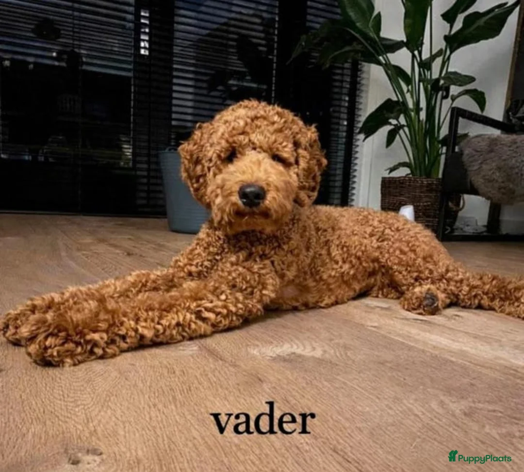 Australian Labradoodle honden te koop: 2 prachtige Australian Labradoodle teefjes - Advertentie 7