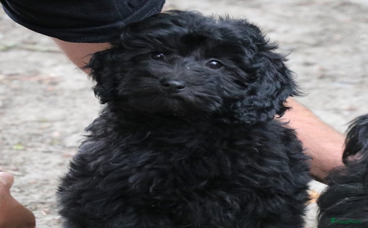 Maltipoo honden - Advertentie 5