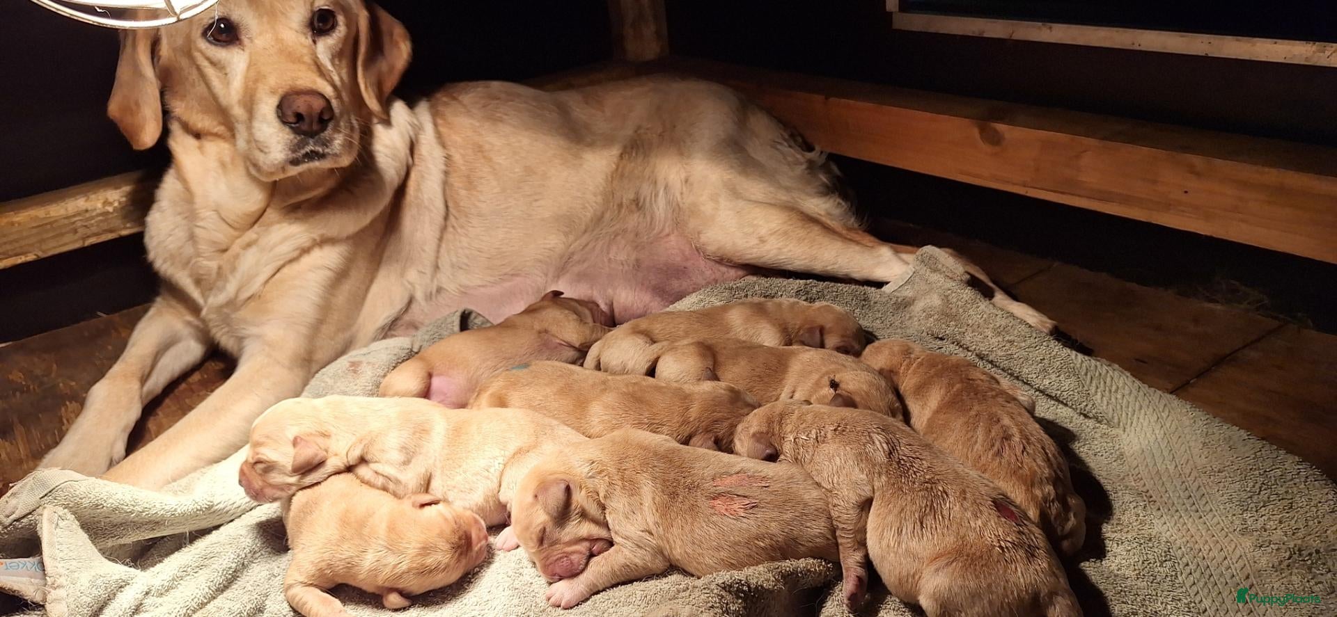Labrador Retriever honden Blonde/donker gele labradorpups - Advertentie 1