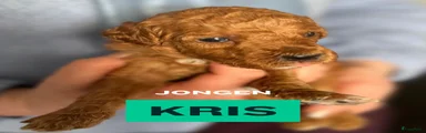 Kris