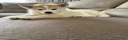 Pomsky honden te koop: Lieve Pomsky pups MOGEN VERHUIZEN  - Advertentie 5