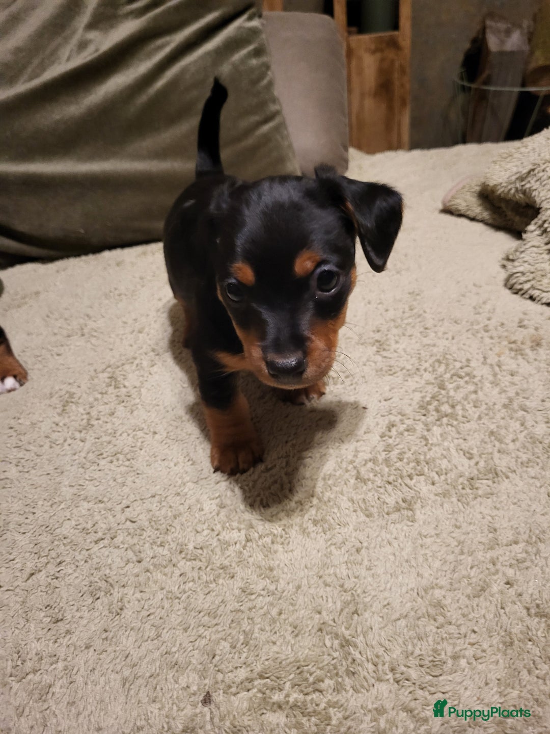 Jack Russel Terriër honden te koop: Black en tan  broertjes zoeken nog een warm mandje - Advertentie 2