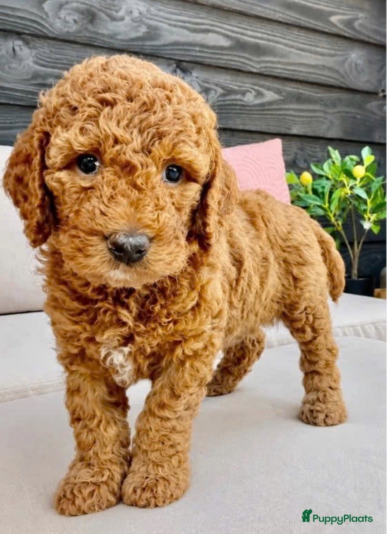 Australian Labradoodle honden Rood/Abrikoos Australian Labradoodle Puppy's - Advertentie 2