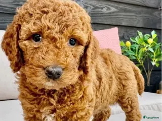 Australian Labradoodle honden Rood/Abrikoos Australian Labradoodle Puppy's - Advertentie 2