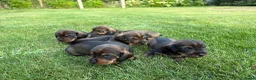 Ruwhaar Teckel honden te koop: Teckel ruwhaar pups standaard FCI-stamboom - Advertentie 2