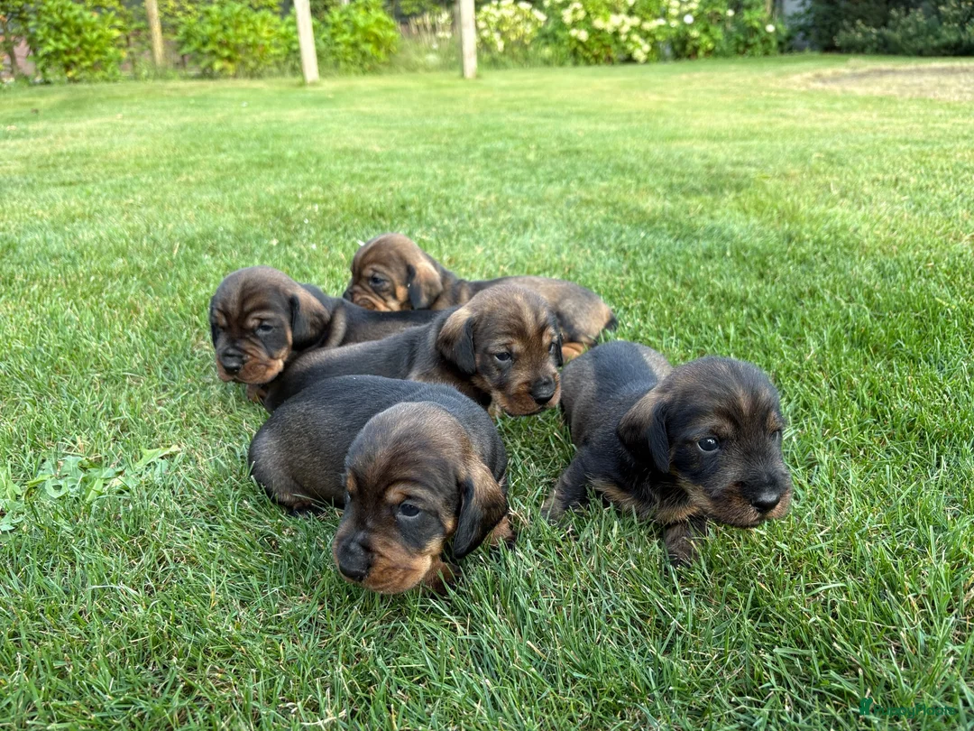 Ruwhaar Teckel honden te koop: Teckel ruwhaar pups standaard FCI-stamboom - Advertentie 2