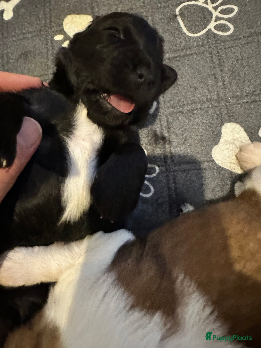 Kruising honden te koop: Nog 2 knuffelbare kruising puppy’s beschikbaar  - Afbeelding 5