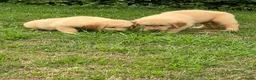 Golden Retriever honden te koop: Prachtige golden retriever pups (geteste ouders) - Advertentie 3