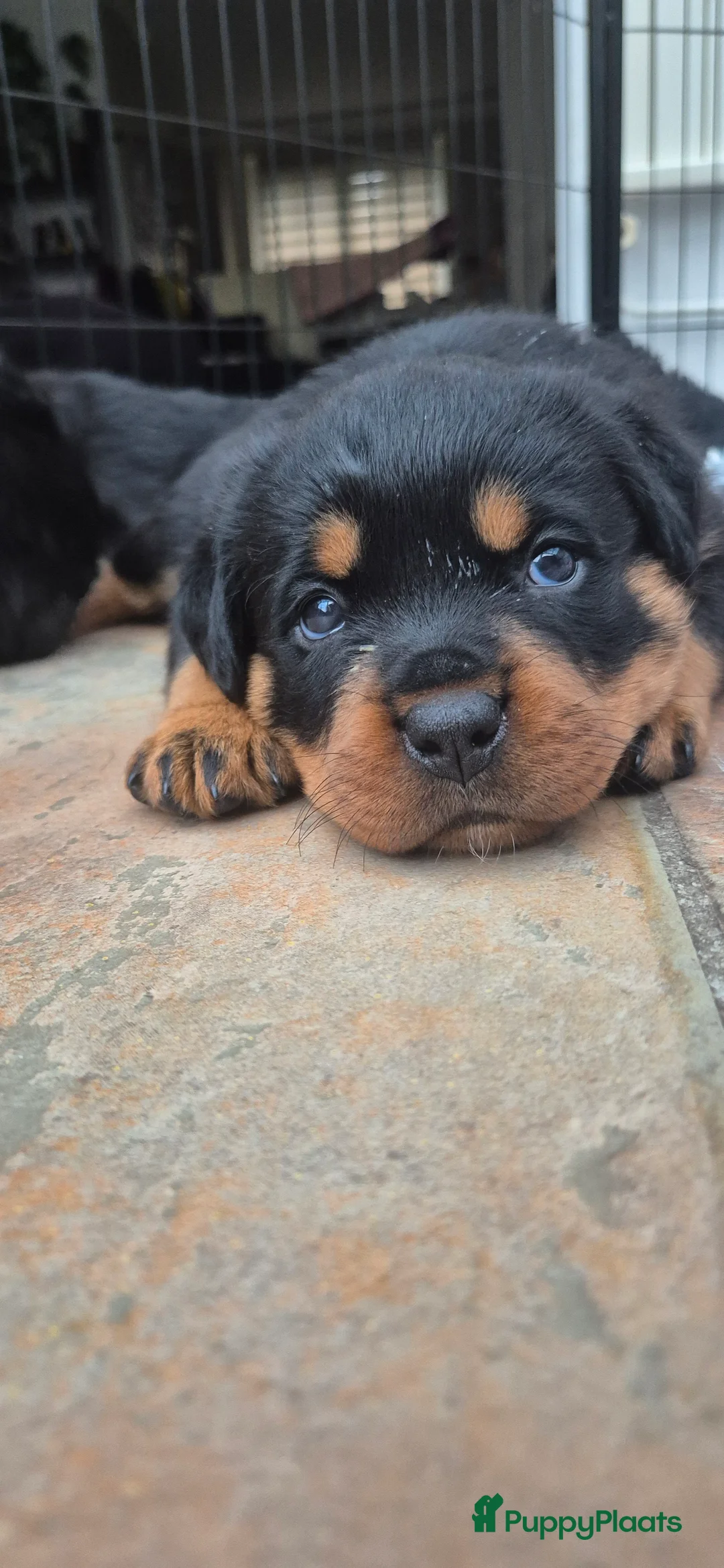 Rottweiler honden te koop: Litter F  - Advertentie 21