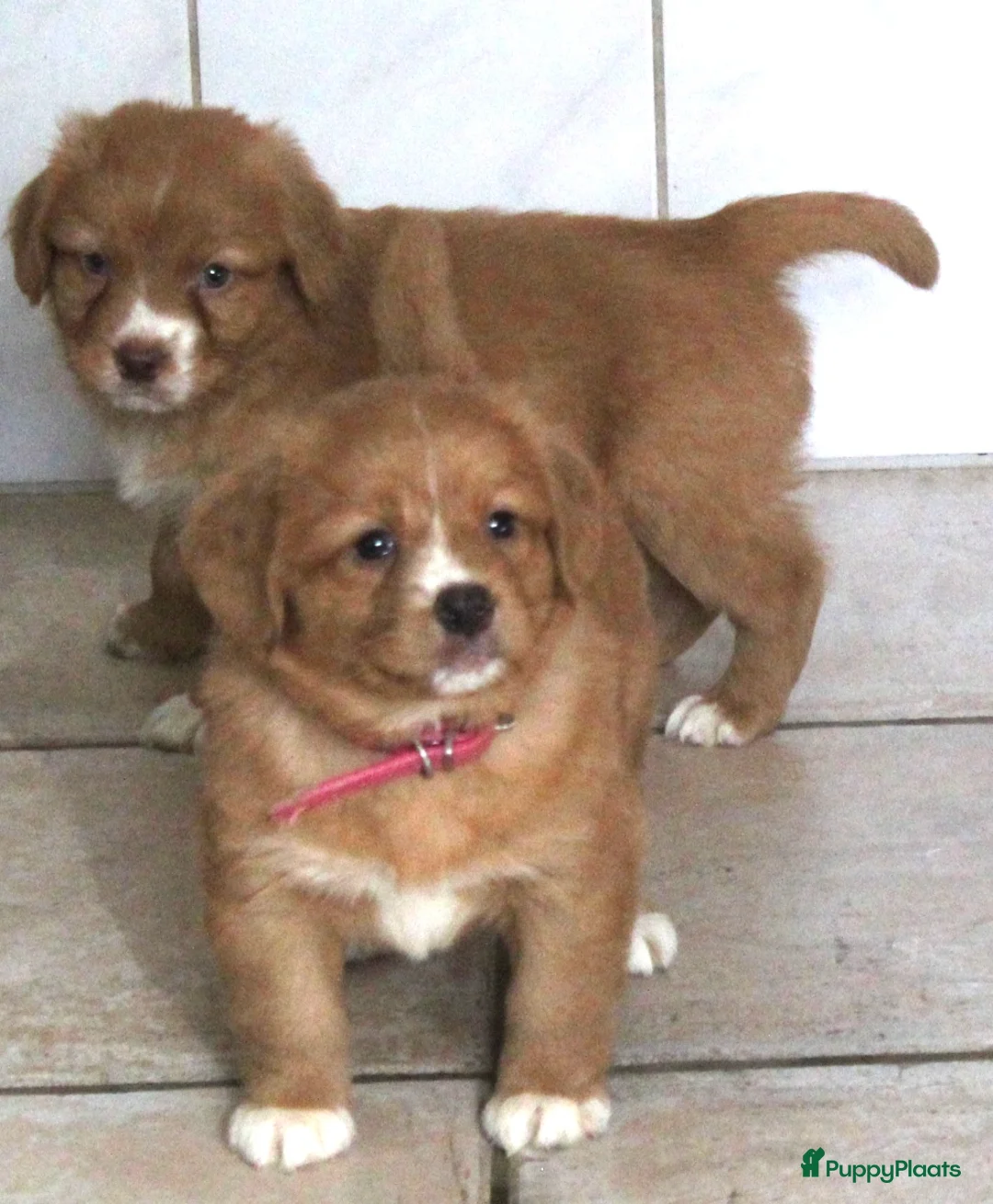 Nova Scotia Duck Tolling Retriever honden te koop: Prachtige nova scotia duck tolling retriever pups - Advertentie 18