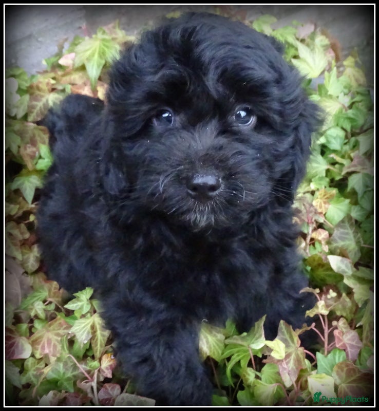 Kruising honden Boompoo F1b pups Boomer x Poedel - Advertentie 3